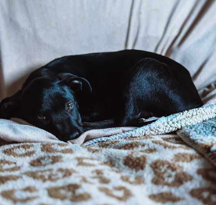 Photo of Jasper