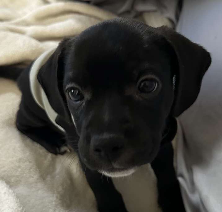 Photo of Ralphie