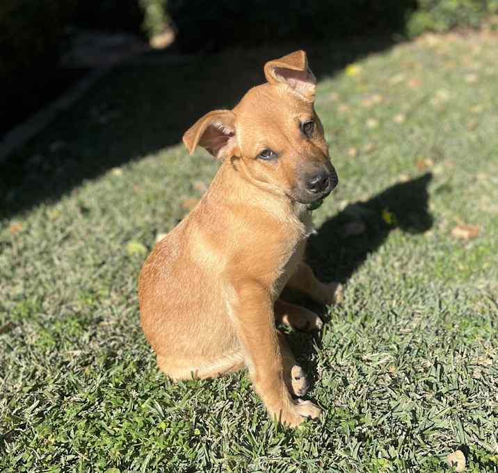 Photo of Pearl