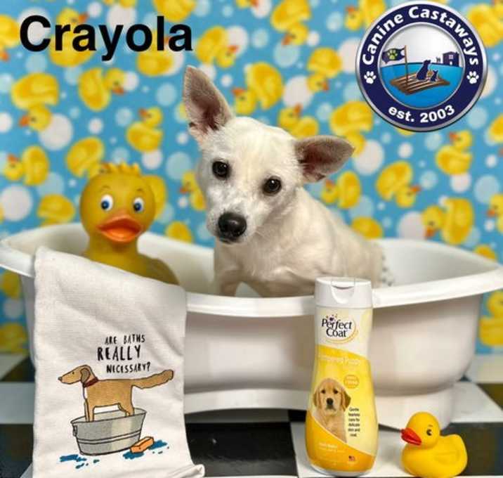 Photo of Crayola