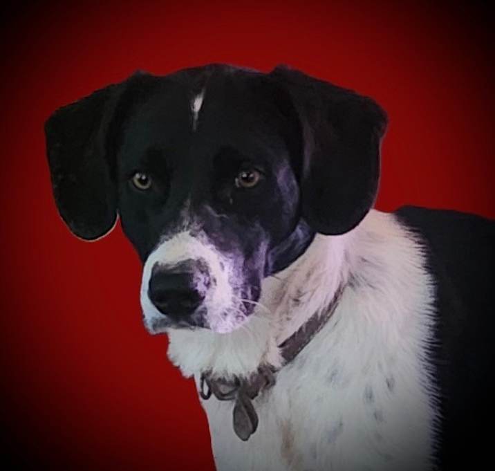 Photo of Hunter