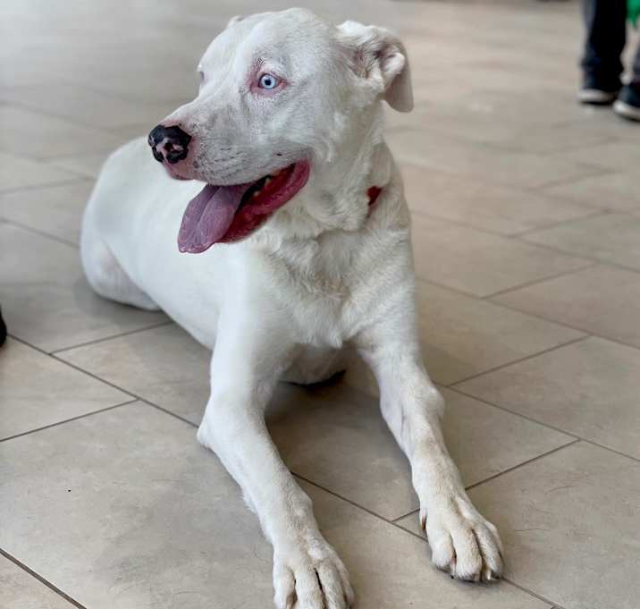 Photo of Beaux  - LOCAL