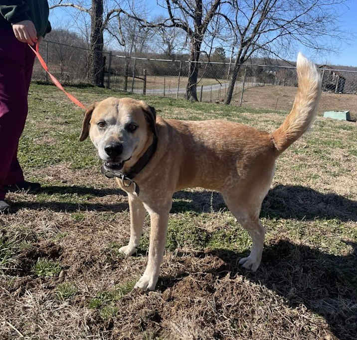 Photo of Rocky-CHILL OLD MAN