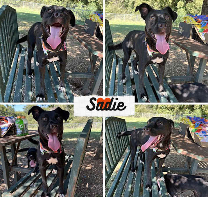 Photo of Sadie