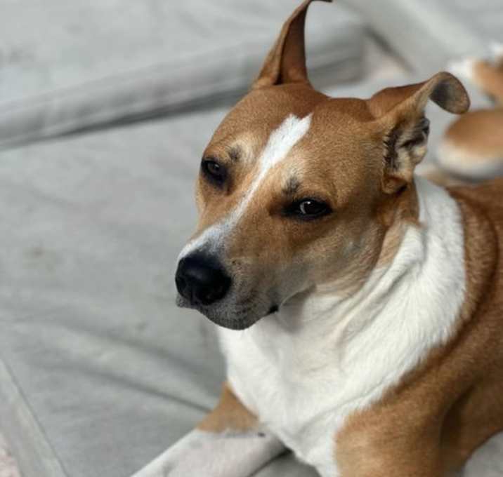 Photo of Simba