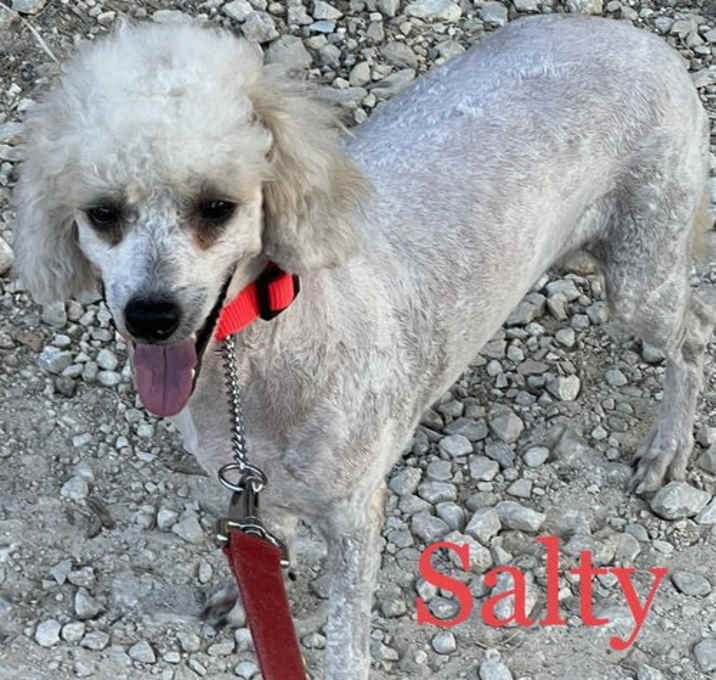 Photo of Salty Dog