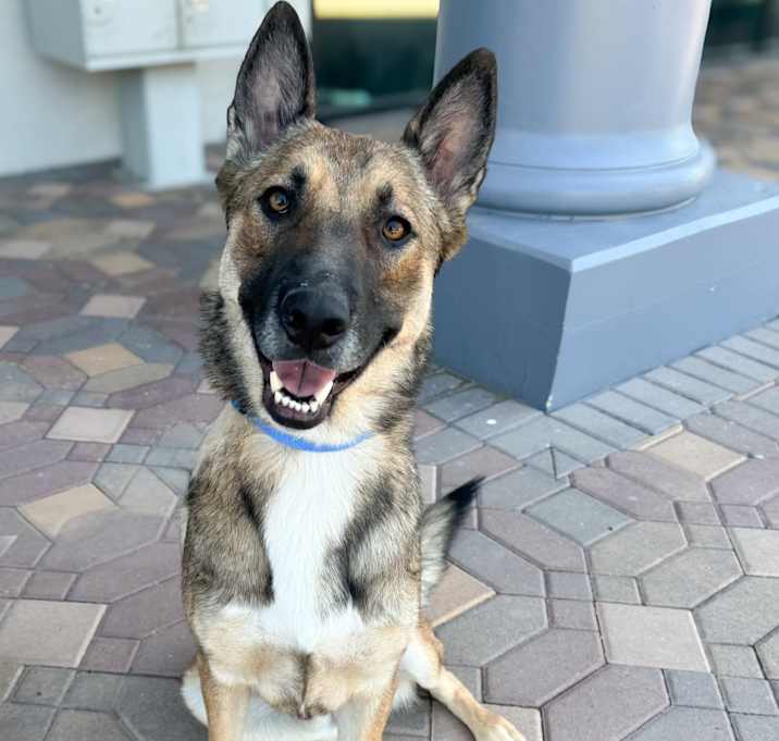 Jake the Shepherd Photo #2