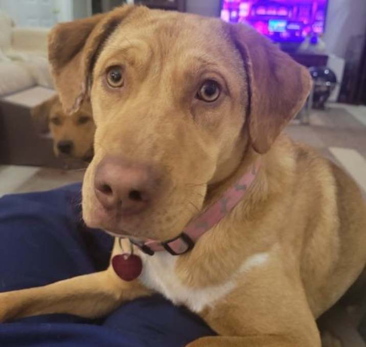 Photo of AMBER