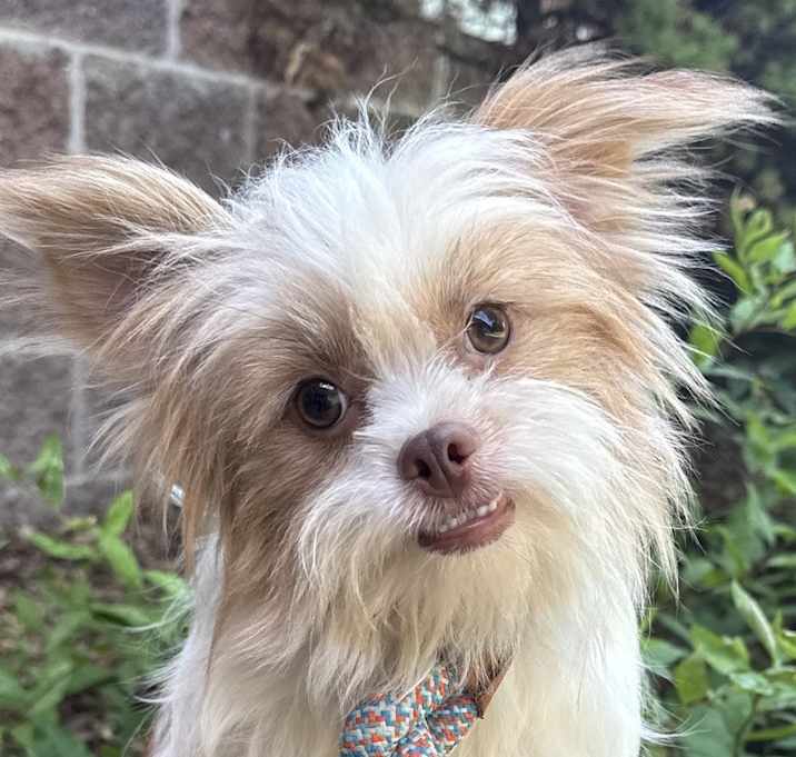 Photo of Shih Pom Shermie