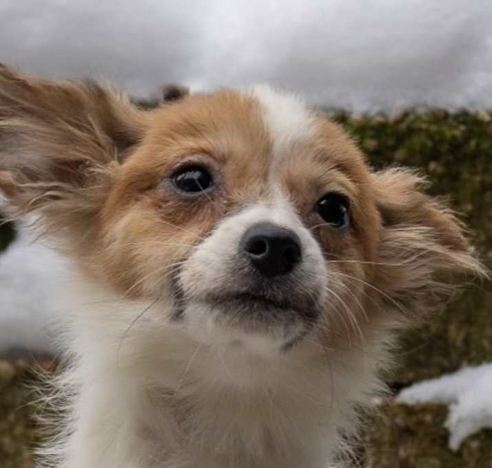 Photo of Papillon Parti