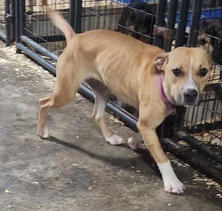 Photo of Princess