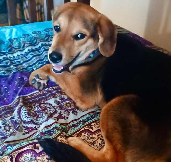 Photo of DIXIE