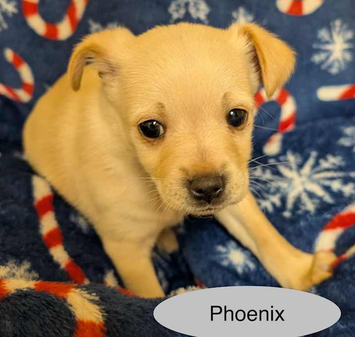 Photo of Phoenix