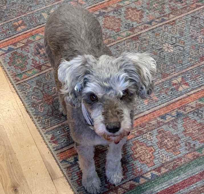 Photo of Muffin