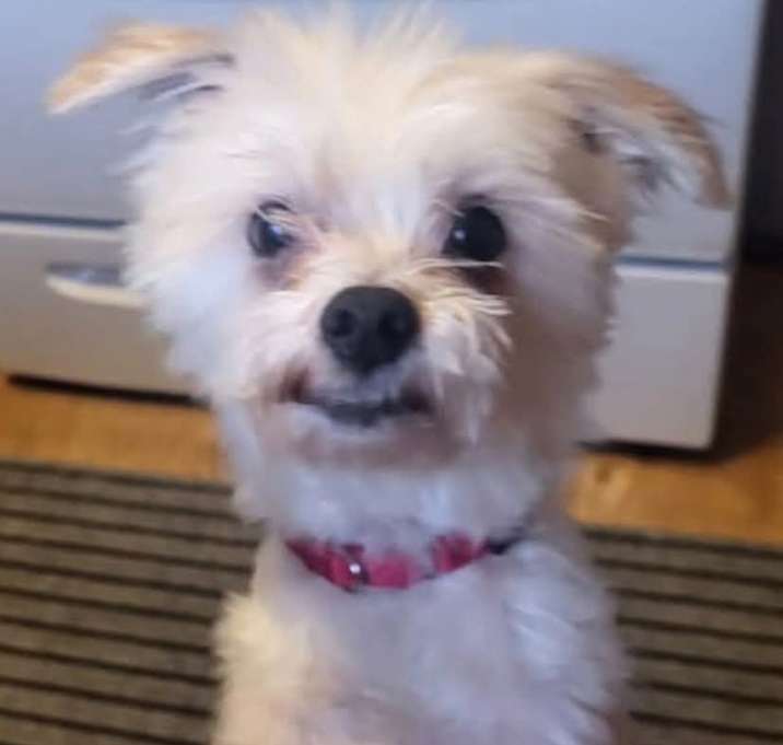 Photo of Taz