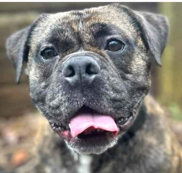 Photo of Flapjack