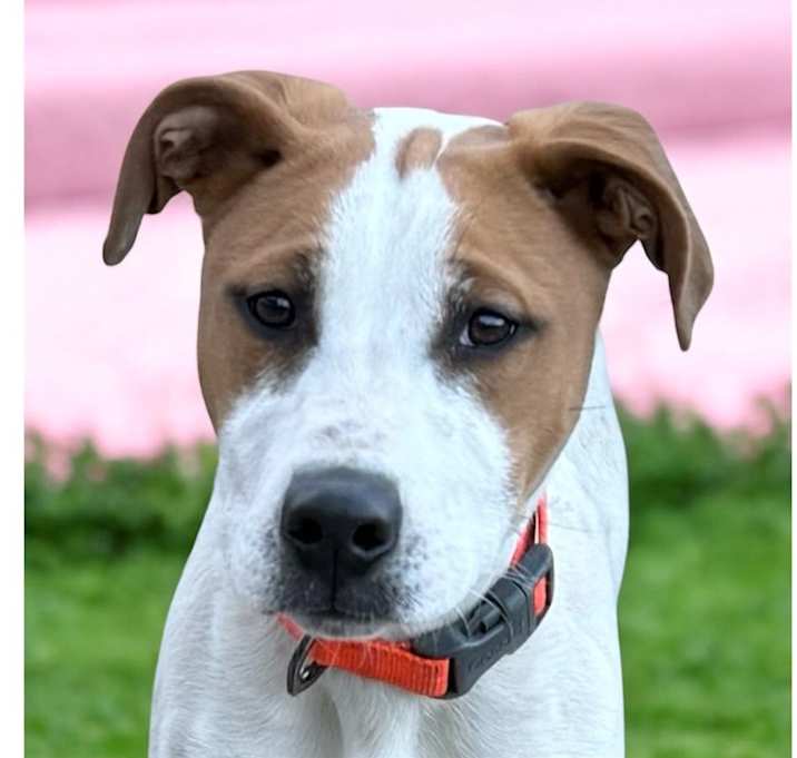 Photo of Archie