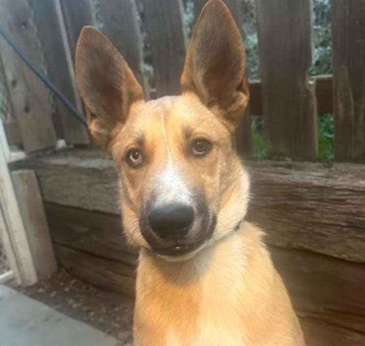 Photo of Scooby
