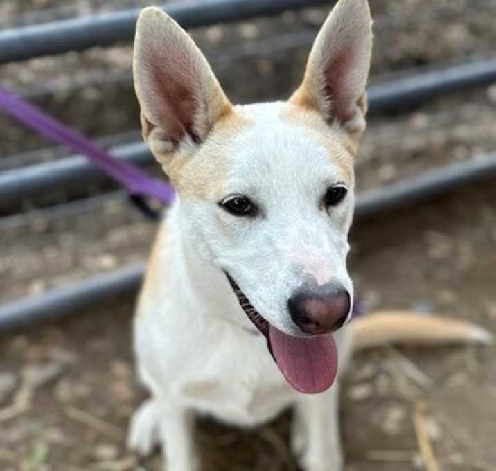 Photo of Stella