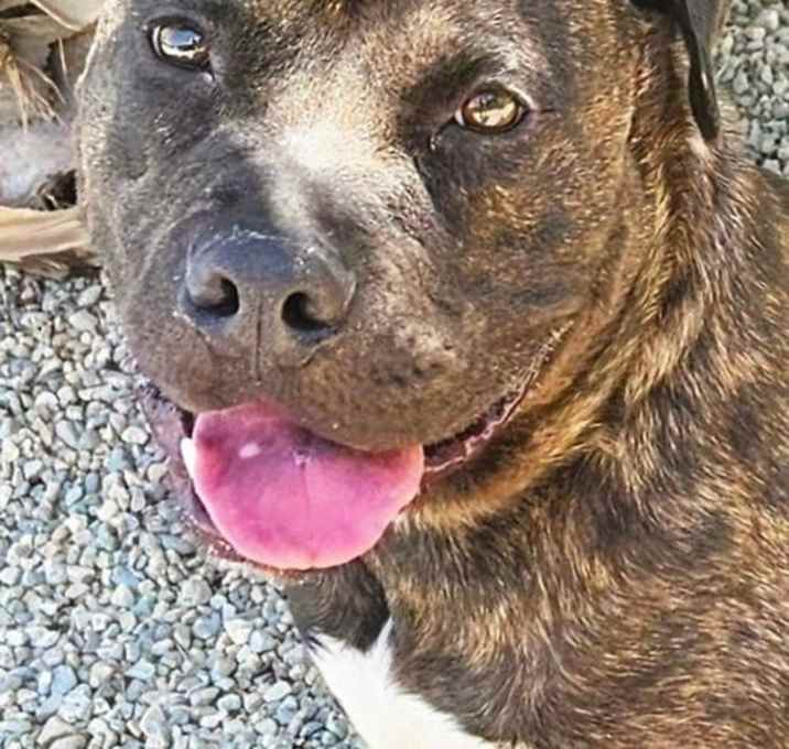 Photo of Prancer - Foster or Adopt Me!