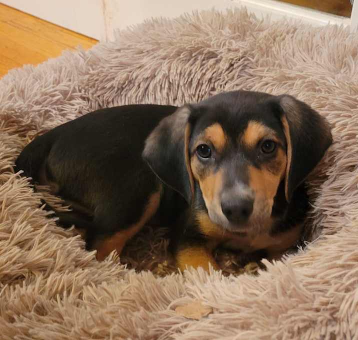 Photo of Hugo