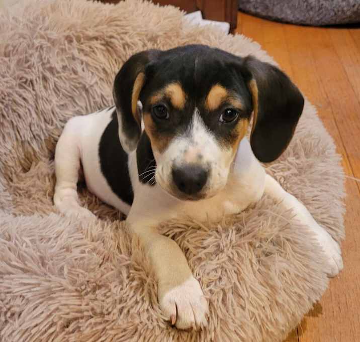 Photo of Remy