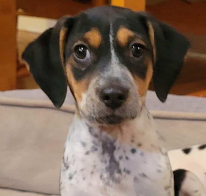 Photo of Rascal
