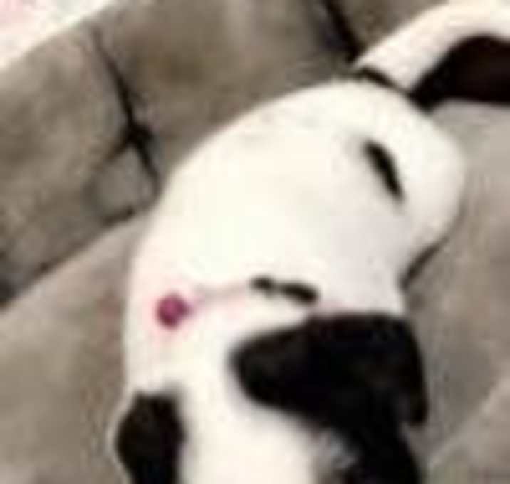 Photo of Lucy (Bailey TX)