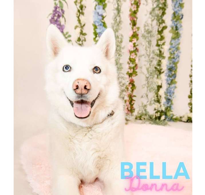 Photo of Bella Donna