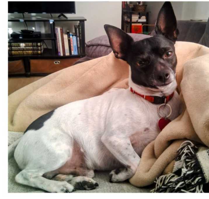 Photo of Niko