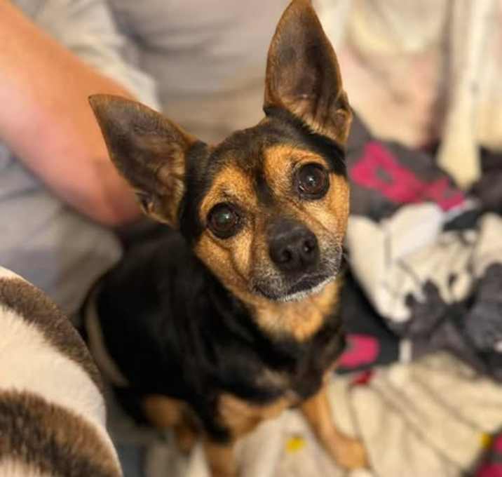 Photo of Puppers