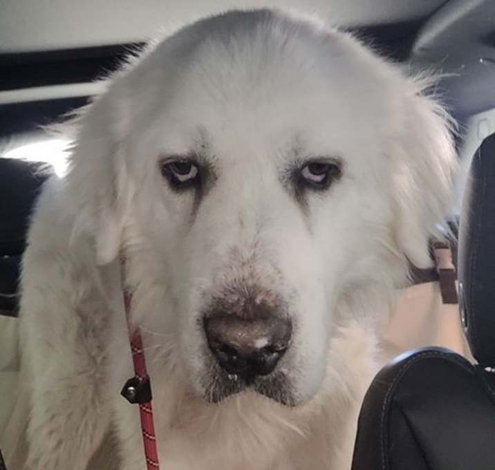 Photo of Maximus