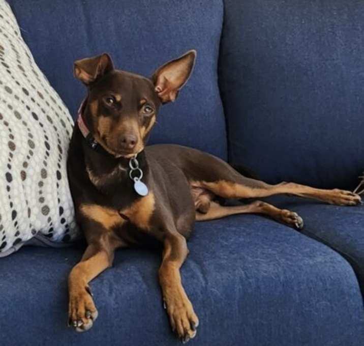 Photo of Chico
