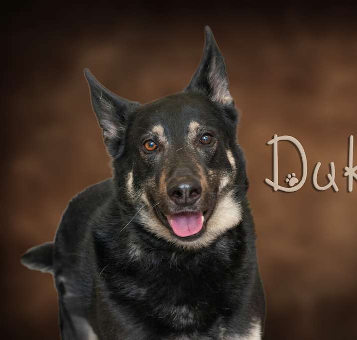 Photo of Duke