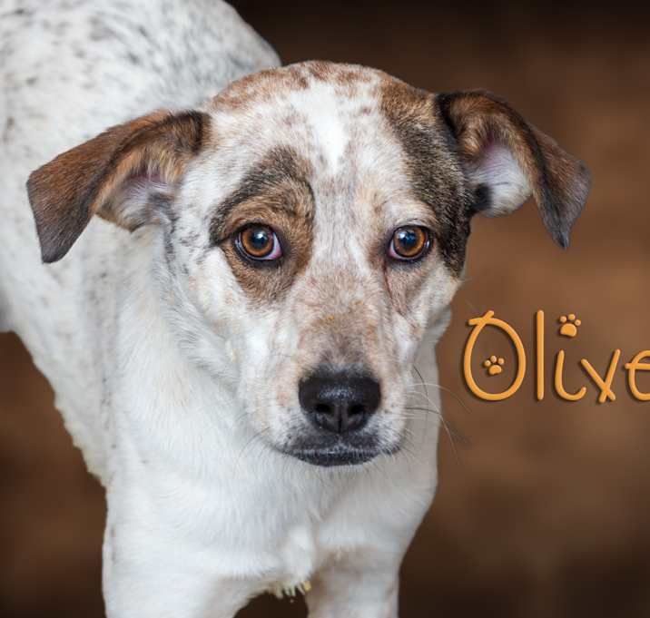Photo of Oliver