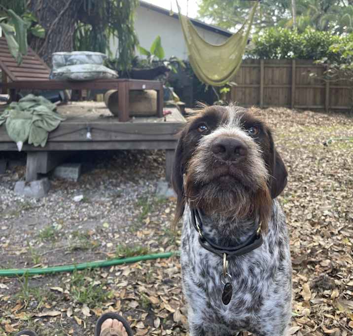 Photo of Obi