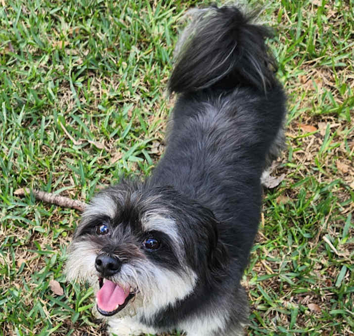 Photo of Teddy