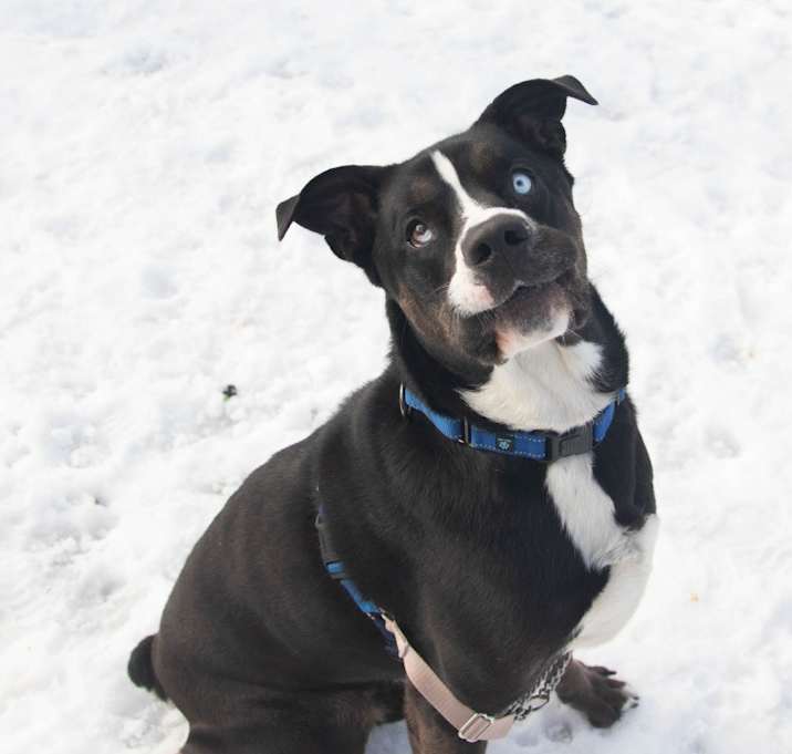Photo of Knox
