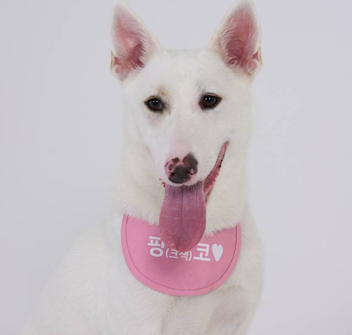 Photo of Pinko