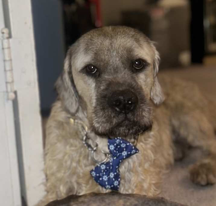 Photo of Rambo