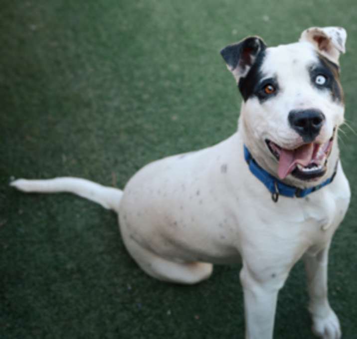 Photo of Millie *Sponsored, Energetic,