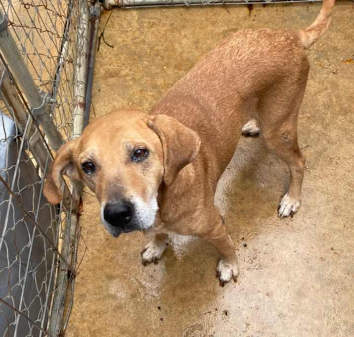 Photo of Hank