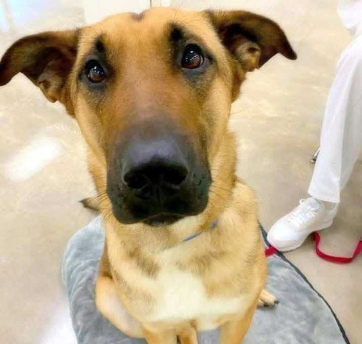 Photo of Sarge