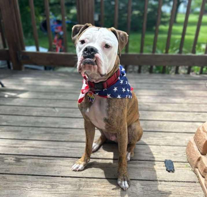 Photo of Moose