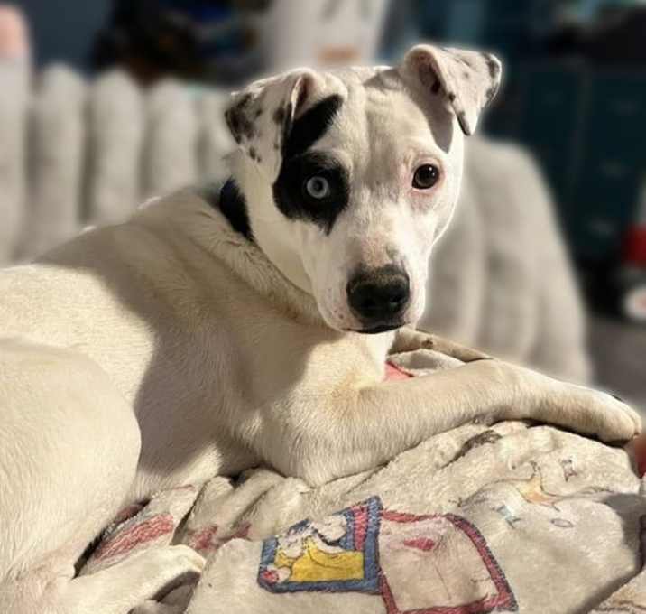 Photo of Wishbone