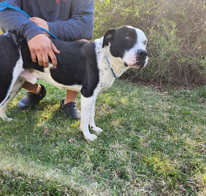 Photo of Hector
