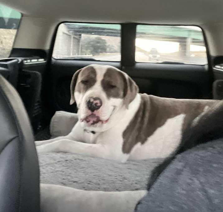 Photo of Max
