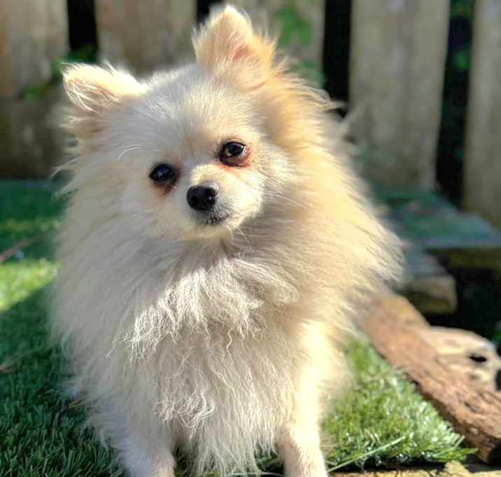 Photo of Chapo
