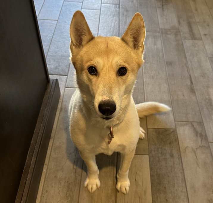 Photo of Coyot