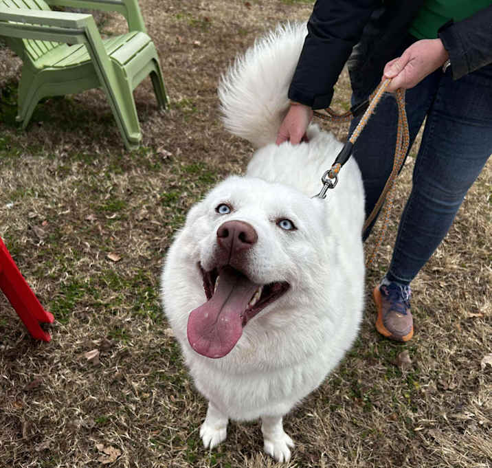 Photo of Aspen
